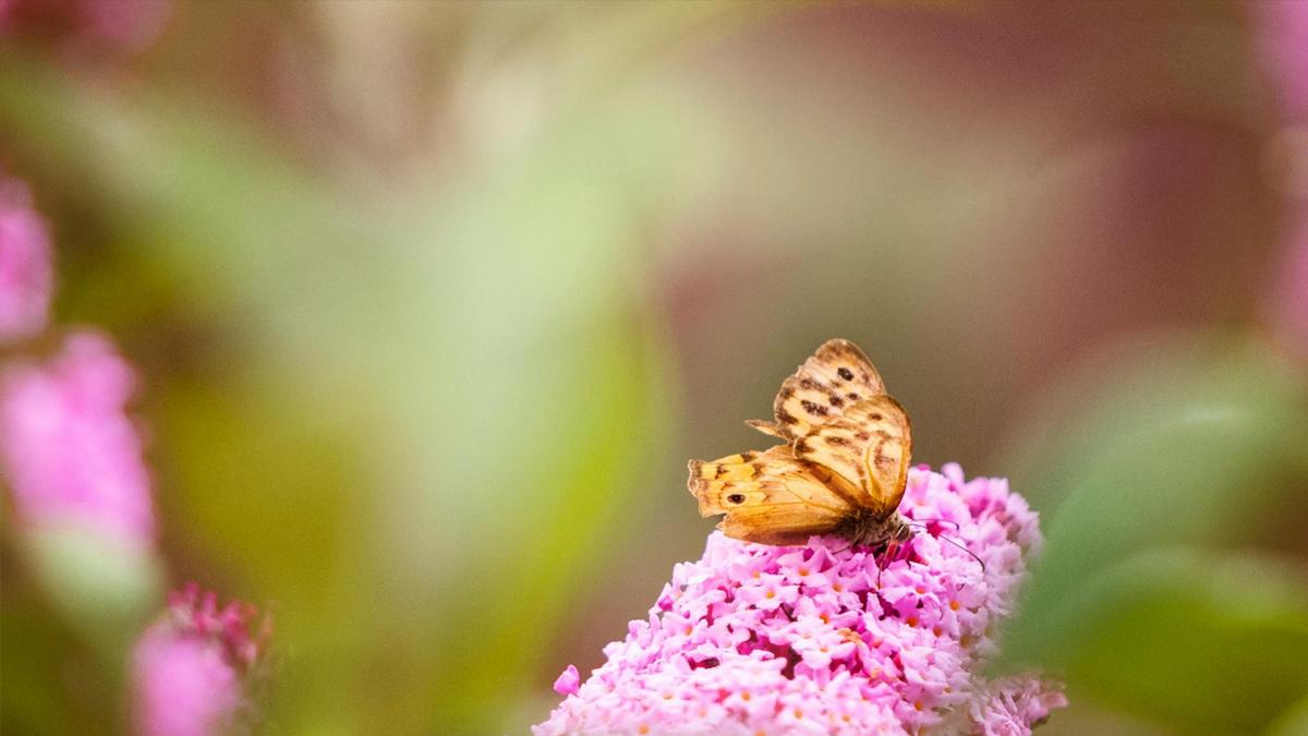 Região: festival de inverno começa amanhã com shows e gastronomia