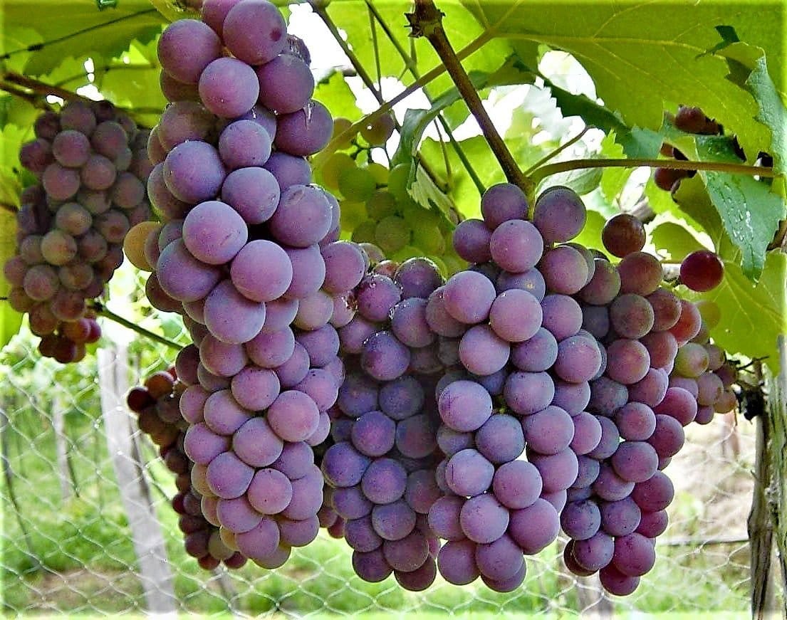 Sítio da Gruta promove Vindima no dia 24 de janeiro